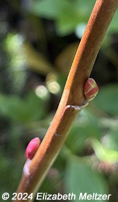 twig